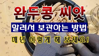 [텃밭농부 1,581]  완두콩 씨앗을 보관하는 방법.  #완두콩재배