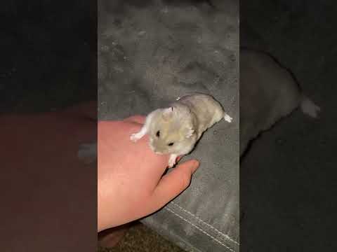 Does a hamsters bite hurt?? #shorts