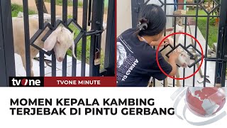 Download lagu Kepalanya Terjebak di Pintu Gerbang, Kambing ini Minta Bantuan Pemilik Rumah | tvOne Minute mp3