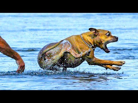 Funniest Animal Videos 2025 😹 When Animals Do the Silliest Things!