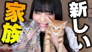 【ご報告】家族が増えました！猫飼います💕【＋HBADA E3レビュー】