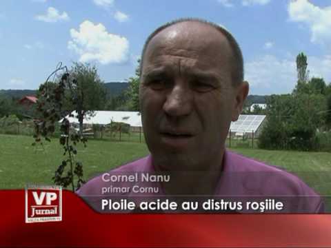 Ploile acide au distrus rosiile