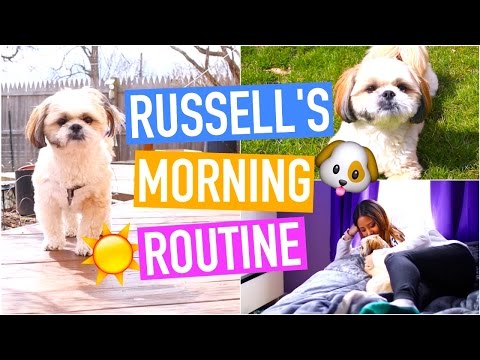 MORNING ROUTINE - DOG EDITION (HILARIOUS) Video