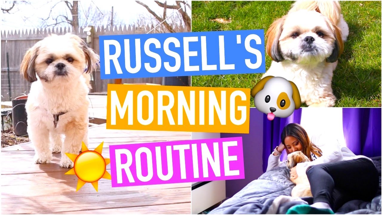 MORNING ROUTINE - DOG EDITION (HILARIOUS)