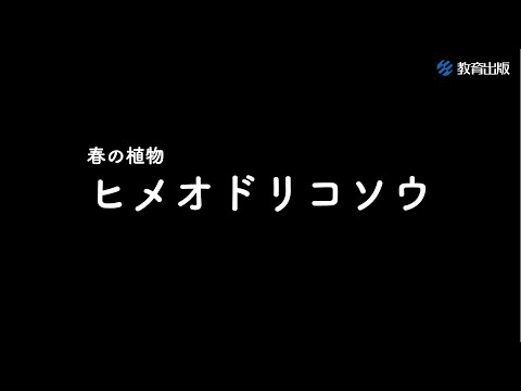 ムラサキオドリコソウ 植物