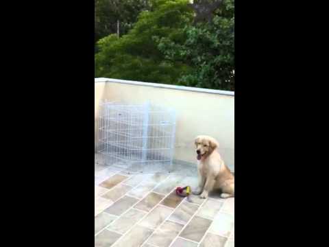 Mabel Golden Adestramento DesCAOplicado