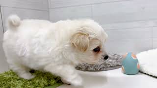 ハーフ犬の動画01