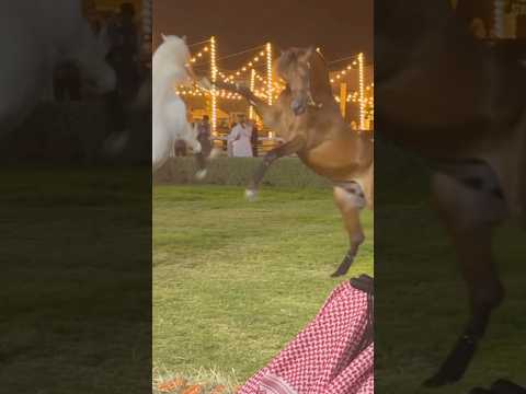 STALLIONS FIGHTING ?? Nope, they’re just talking to each other. #arabianhorse #stallion #arabian