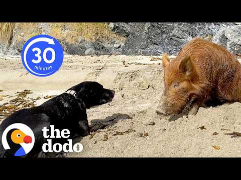 The Cutest Unlikely Animal Friendships We’ve Ever Seen | The Dodo