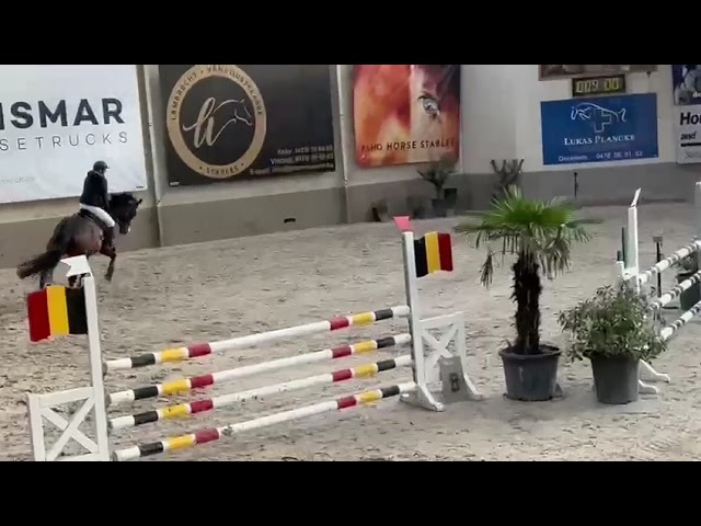 Small show class movie Sunshine vam de Kusthoeve (Untouchable x Saros van’t Gestelhof).