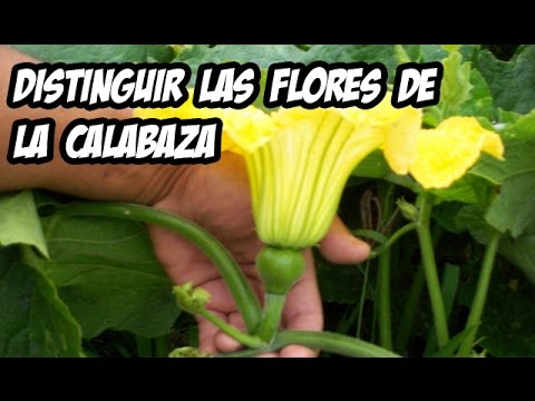 Distinguir las flores de la Calabaza