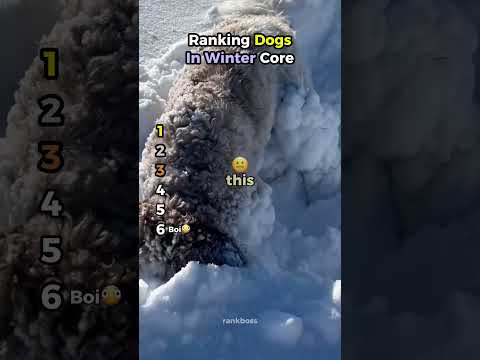 Ranking Dogs In Winter Core Moments