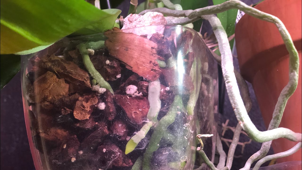 Orquídeas en macetas sin drenaje Cuidados,riegos y transplante