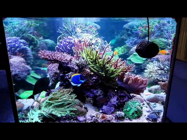 My reeftank and butterfly reef