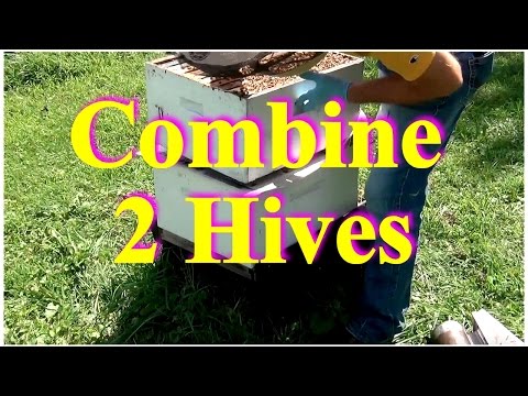 , title : 'David Burns, 60 Sec Beekeeper, Episode 10 - Combining Two Hives'