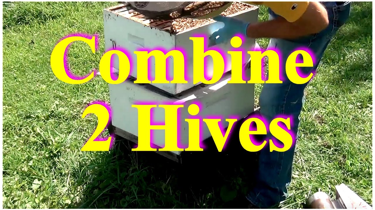 David Burns, 60 Sec Beekeeper, Episode 10 - Combining Two Hives