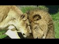 Eldest Lion At Detroit Zoo Dies