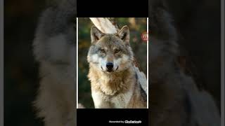 zagrożone gatunki zwierząt w Polsce część 1 wilk żubr Ryś