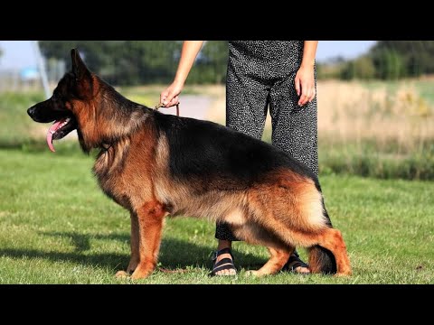 V22 Carl Geležinis Vilkas BSZS 2023