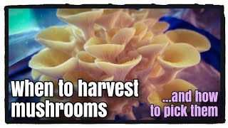 How to Tell When to Harvest Mushrooms (and how to pick them)