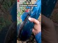 Ever Seen This Snakehead Fish Fishing Kerala Snakehead Music Trailer Barramundi Chemballi