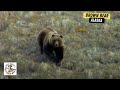 3 Heart Pounding Hunts For Massive Brown Bear in Alaska