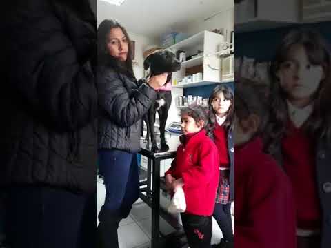 Perrita usada como carnada de pumas tiene una nueva vida