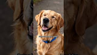 Country living with three incredible guardian dogs #homesteadlife #rurallife #dogs