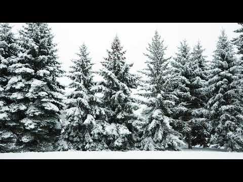 Best of Beegie Adair Jazz Christmas Performances Christmas Visualizer