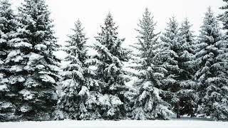 Best of Beegie Adair Jazz Christmas Performances Christmas Visualizer