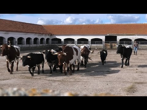 Olmedo Toro de La Soterraña 2024