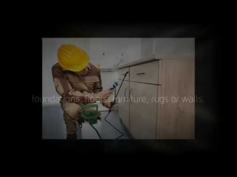 General Pest Control in Sydney, AU - Reasons To Hire A Pest Control Company