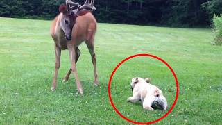 When Guard Dogs Meet Wild Animals, You Won't Believe Their Reaction!