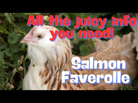 Salmon Faverolles — everything you need to know