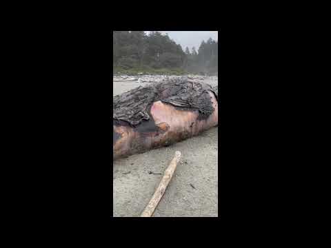 A dead creature found at Taholah beach Washington.