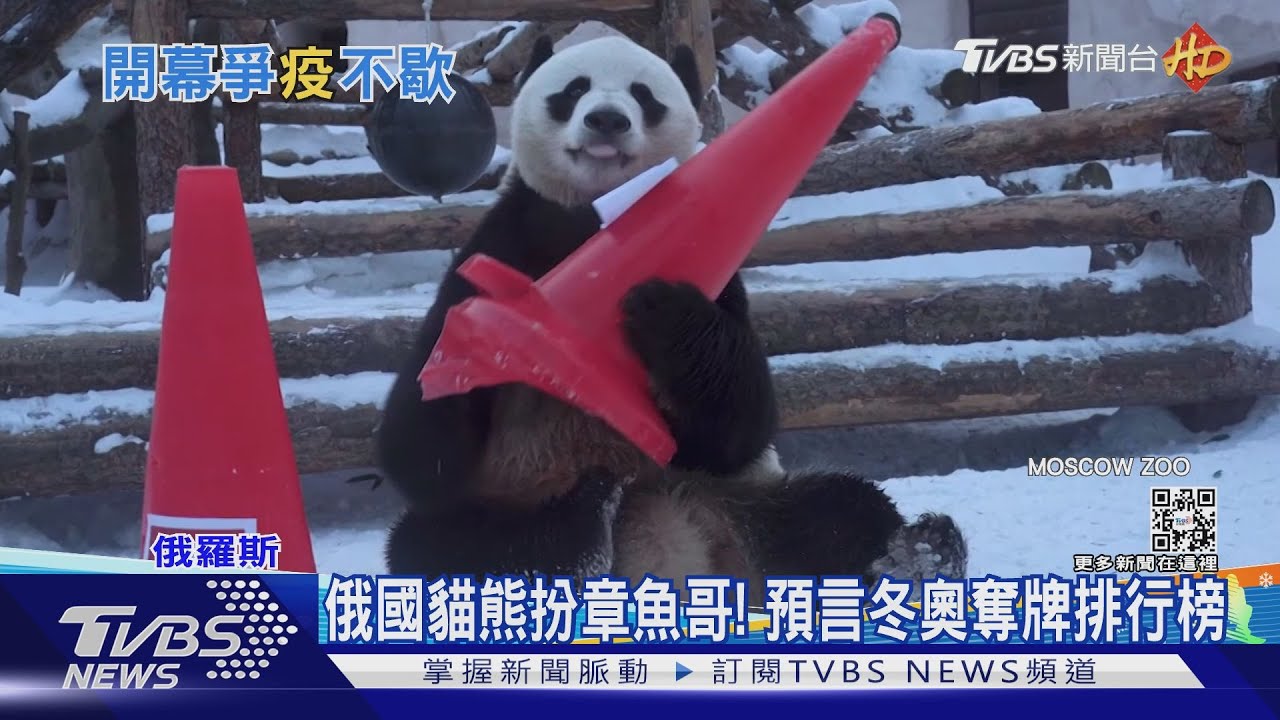 俄國貓熊扮章魚哥！　預言冬奧奪牌排行榜