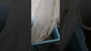 cara atasi ac sharp keluar huruf EL - OC