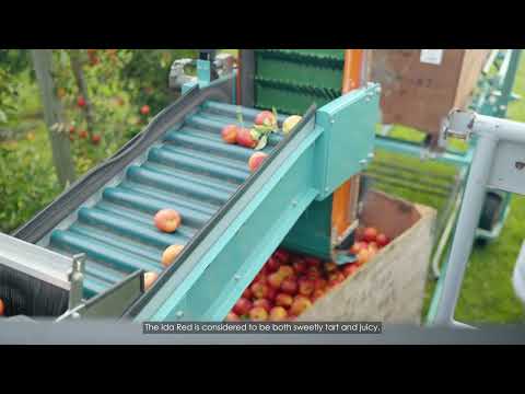 Puratos Canada - Field to Fork - Ida Red apple