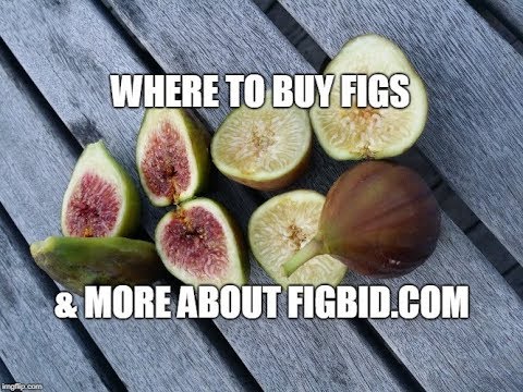 Figbid