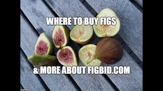 Let's Talk about FigBid.com and a few other ways to buy figs