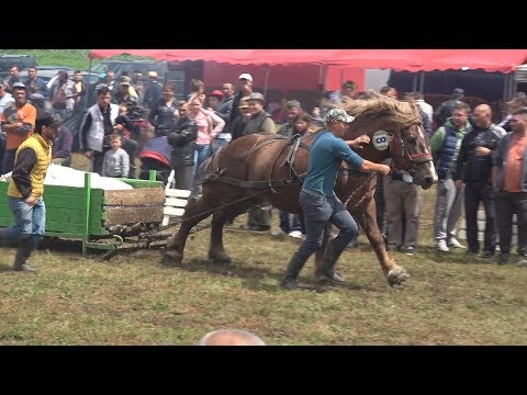 Concurs cu cai de tractiune | Sectiunea de simplu | Ruseni, Satu Mare 23 Iunie 2018