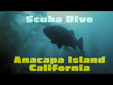 Scuba Diving the Kelp Forests of Anacapa Island