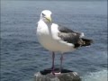RELAX OR STUDY WITH NATURE SOUNDS Waves And Gulls 1 Hour