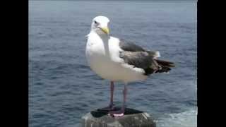 RELAX OR STUDY WITH NATURE SOUNDS: Waves and Gulls / 1 hour