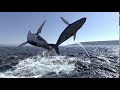Whale Splash