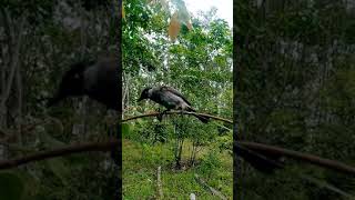 Download lagu kutilang hitam mp3 Download lagu kutilang hitam mp3