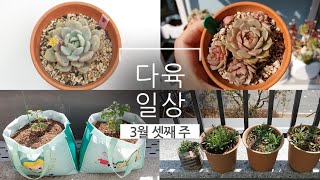 3월 셋째주 다육일상. 홍령 꽃,다육이 하엽정리,방울토마토,안개꽃 옮겨심기. succulents/多肉植物/た…