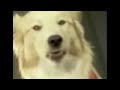 Be Cool About Fire Safety Stop Drop And Roll 1999 Commercial 1 Doggy Version
