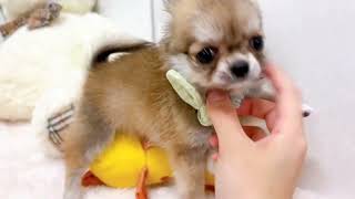 チワワ（ロング）の動画02