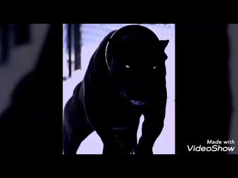 Powisie vs Hogie Dagoe Level-Up Level-Up  New 2020